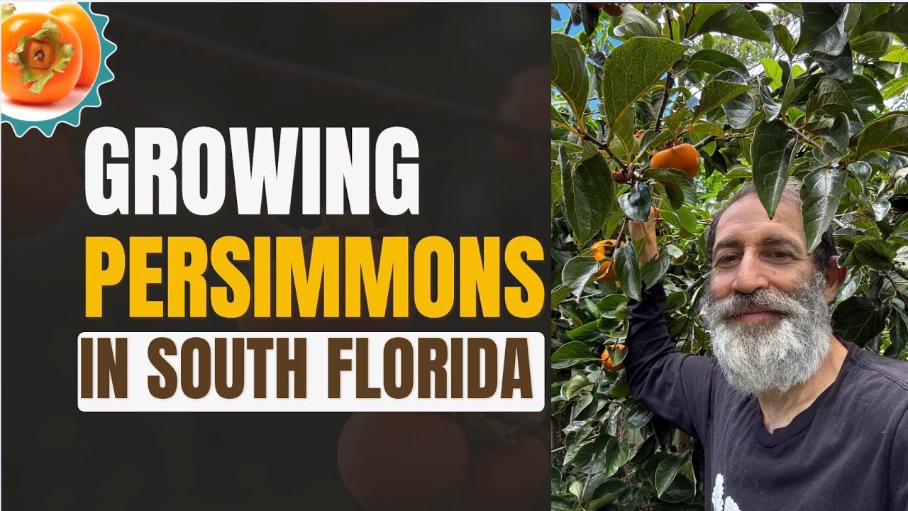 Can Persimmons Grow in South Florida? The BEST Varieties Revealed!