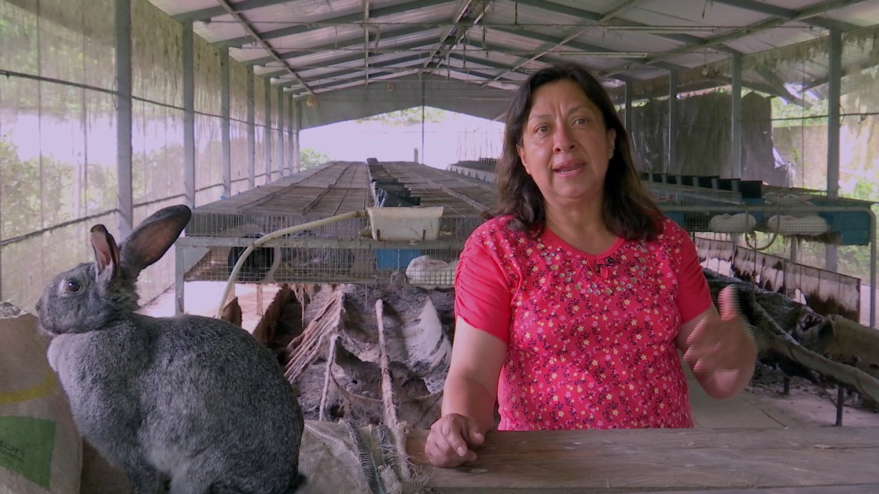 Veracruz Agropecuario - Producción de Conejos