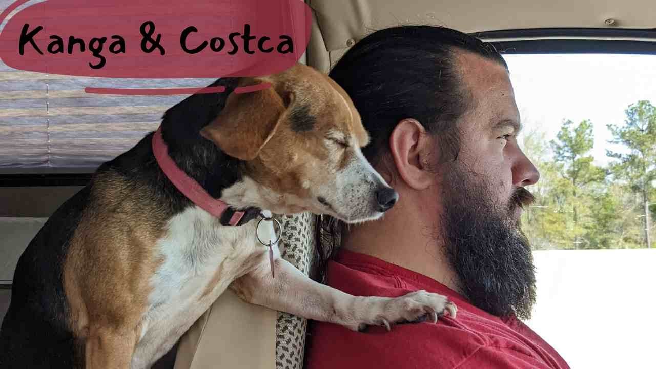 The Dog With 9 Lives - Kanga's Story & The Kitten That Fell From A Car - Costca's Story