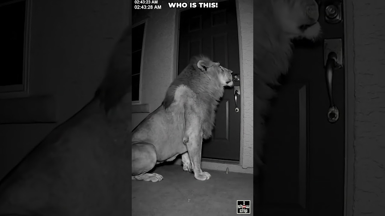 Lion Enters A House In Gujarat's Amreli Village  World News  #wildlife #shorts