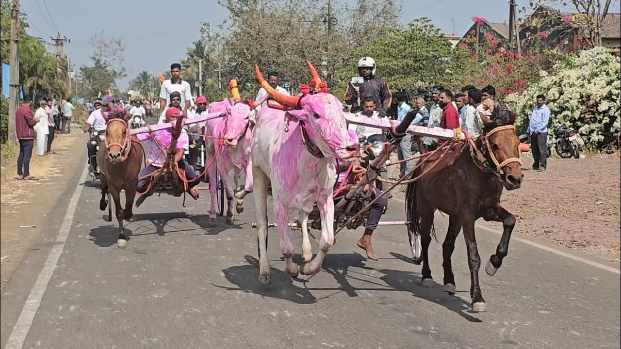 जनरल🐎घोडा🐂बैल शर्यत,निपाणी // आयोजित निकु पाटील मित्र परिवार व मळा ग्रुप #bailgadasharyat