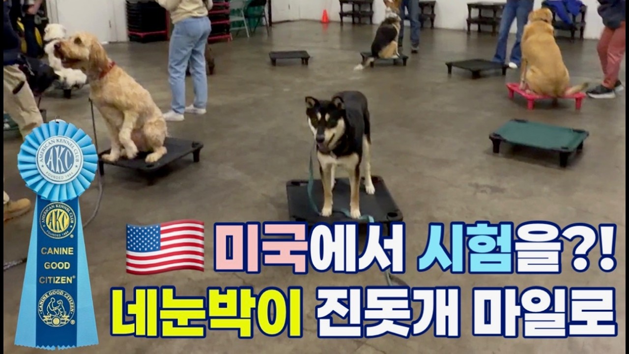 미국에서 네누박이 진돗개가 시험을 봤다고?! | 진돗개 미국 입양 | 진돗개 사회화 | 블랙탄 | 마일로의 일상