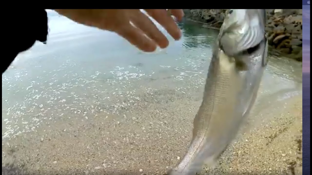 Sea bass top water fishing with the Rapala Walk&Roll!