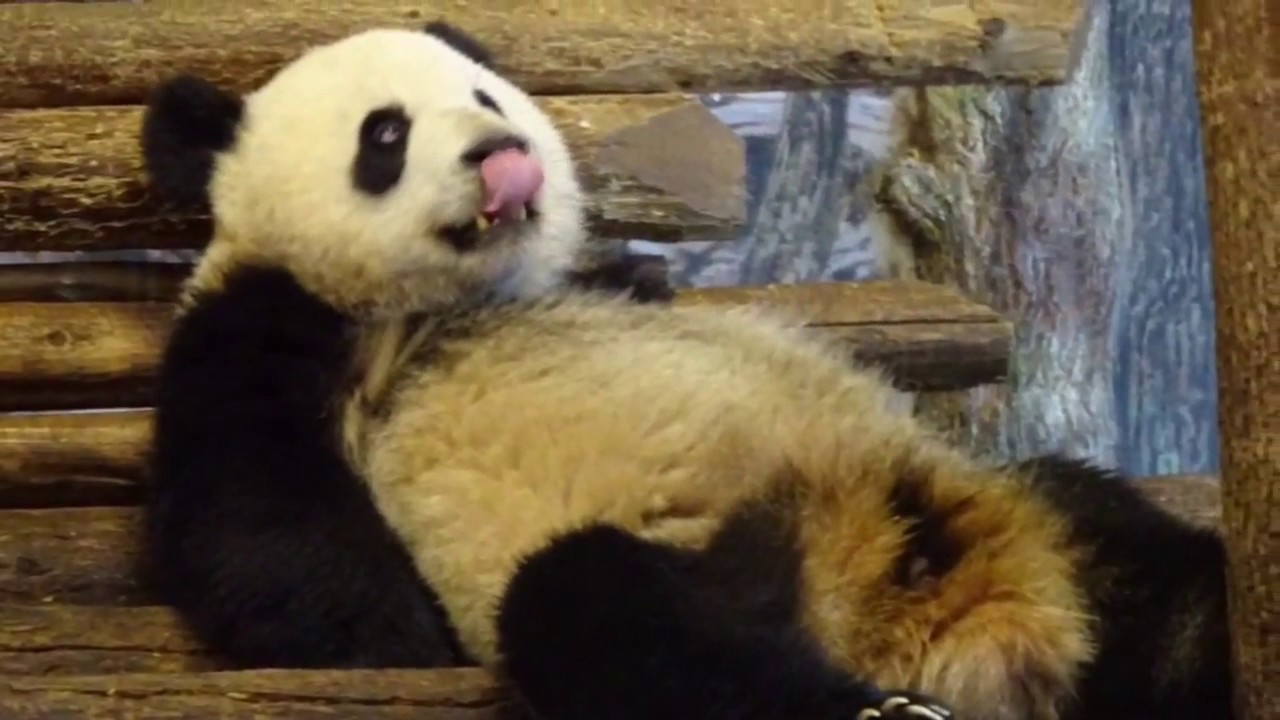 Toronto Panda Family Joy - Jia Panpan Being Silly & Lovable!