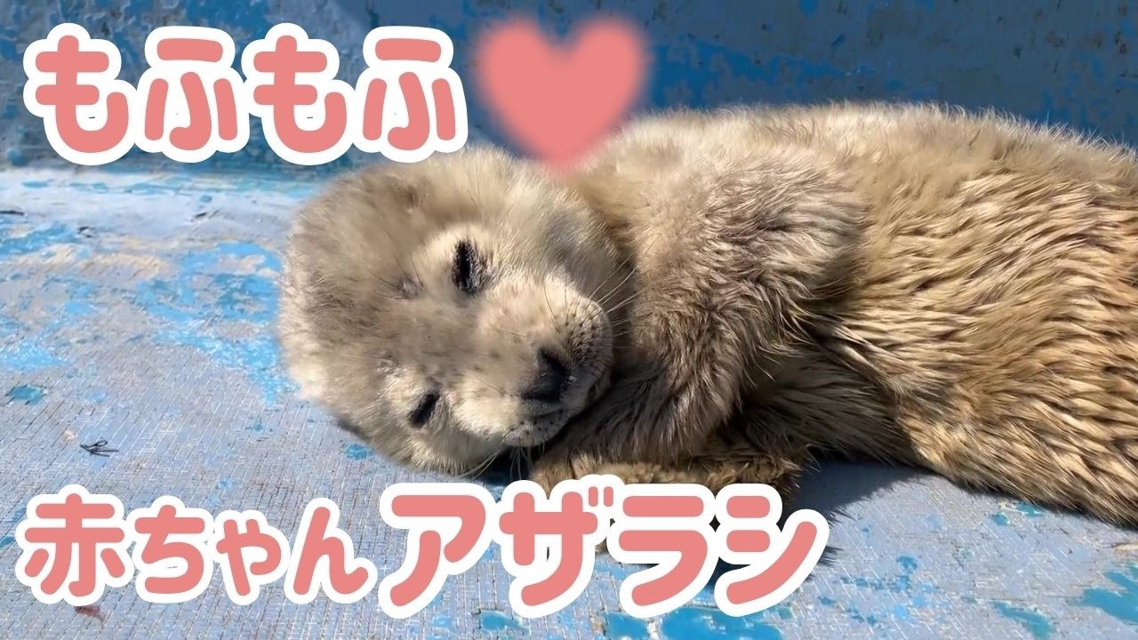 癒しをお届け！ゴマフアザラシの赤ちゃん誕生　ニュースでは見られないロングバージョン