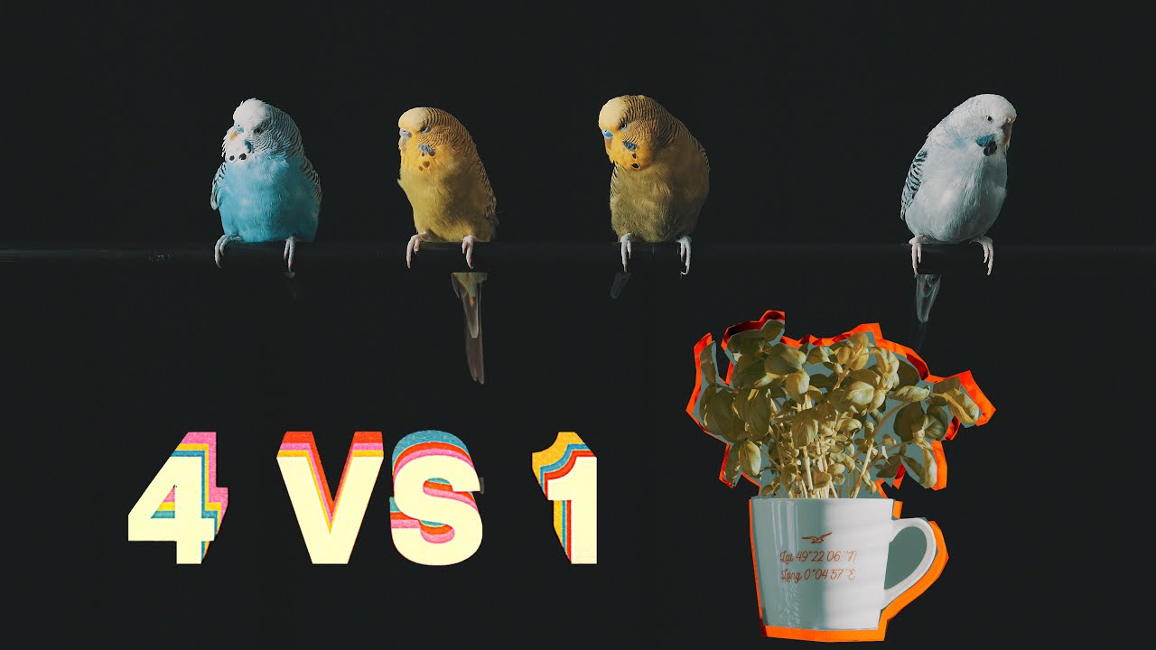 4 Budgies vs 1 Plant
