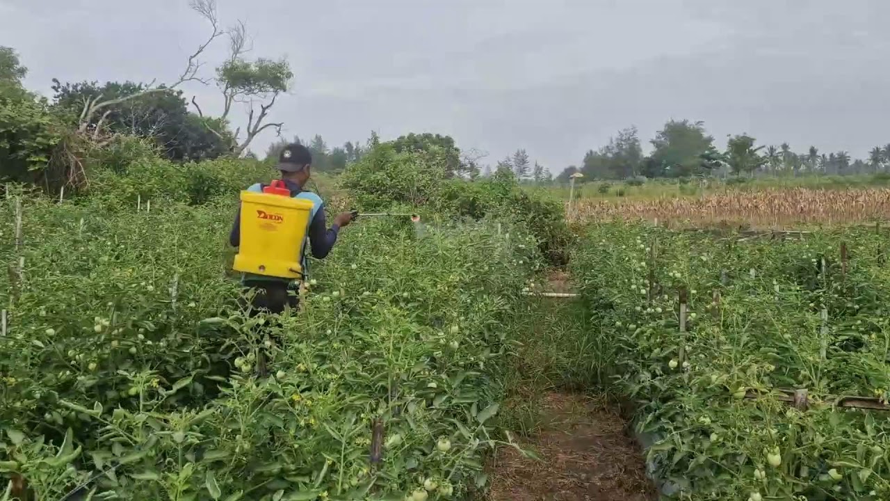 GENIUS FARMERS SPRAY TOMATOES EFFICIENTLY TO KEEP CATERPILLARS AWAY! - Agriculture Gardening