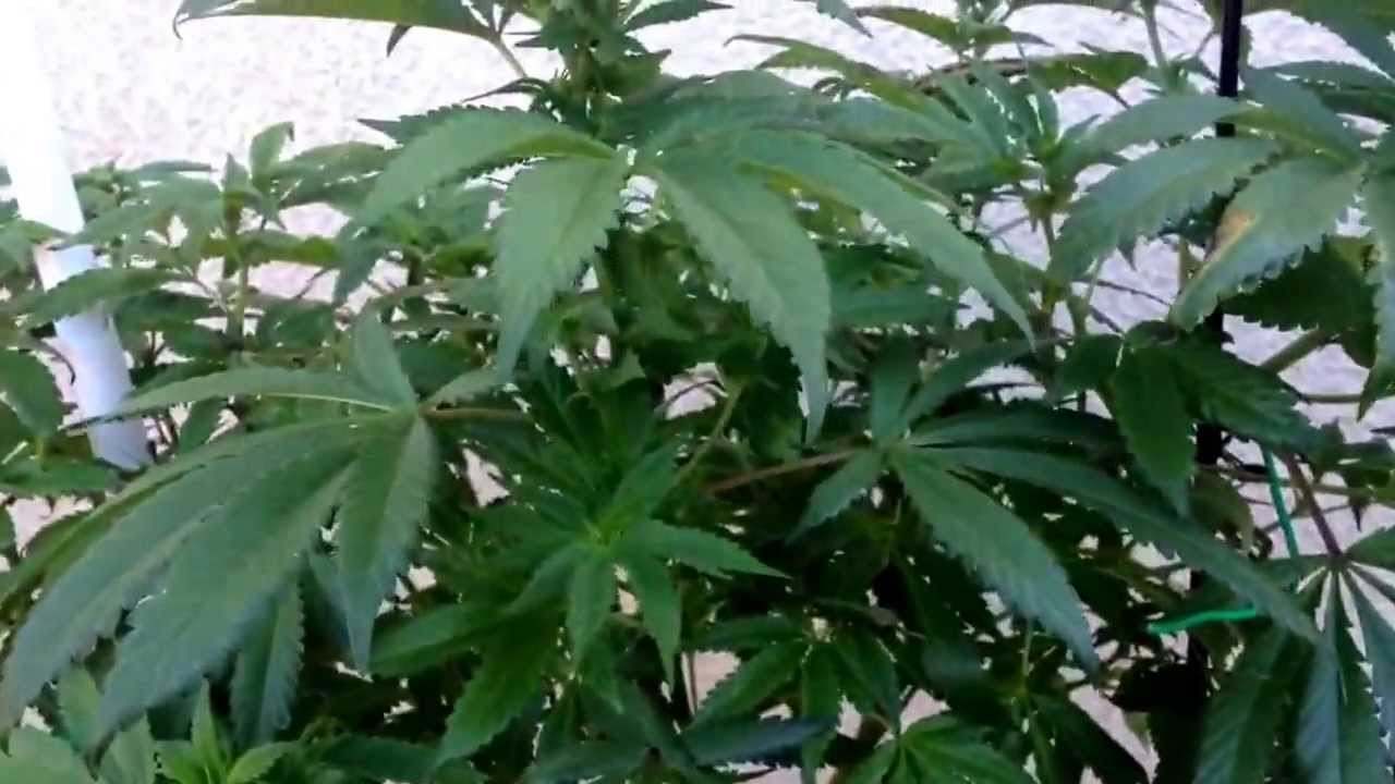 Day 33 autoflower and week 1 flower