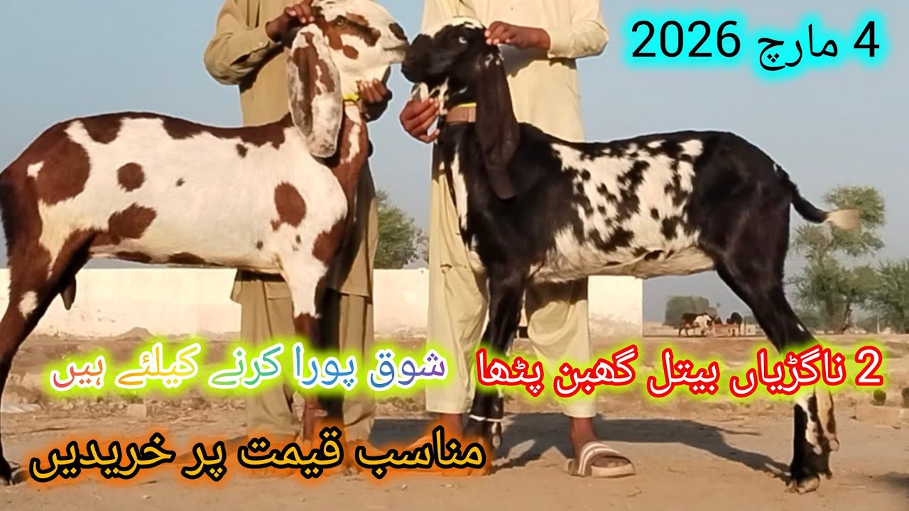 ماشاء اللہ ناگڑیاں بیتل گھبن پٹھا 2 ماہ کی عمر 2 تا6 دانت قیمت 55 ھزار احمد اینیمل فارم 03045896486
