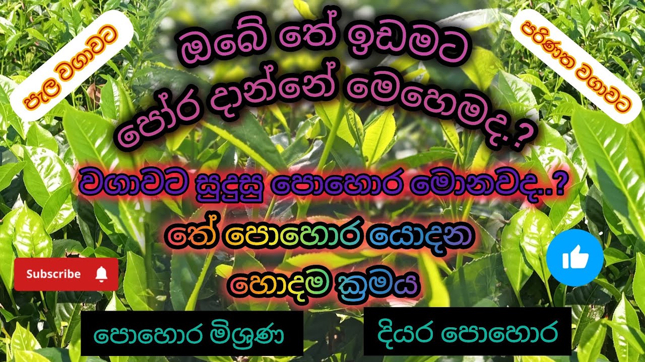 තේ වගාවට පොහොර යෙදීම හරි විදියට...