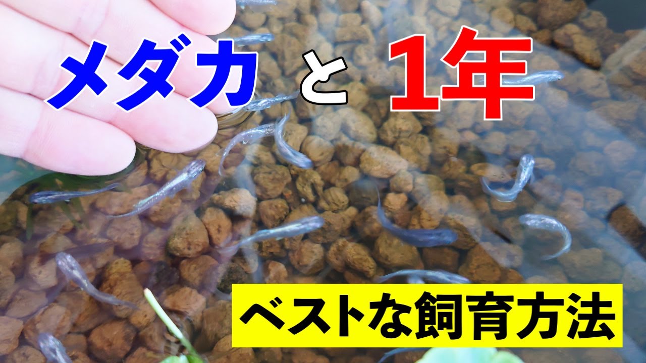 マンションメダ活！メダカ飼育365日！1年経って思ったこと【アクアリウム】