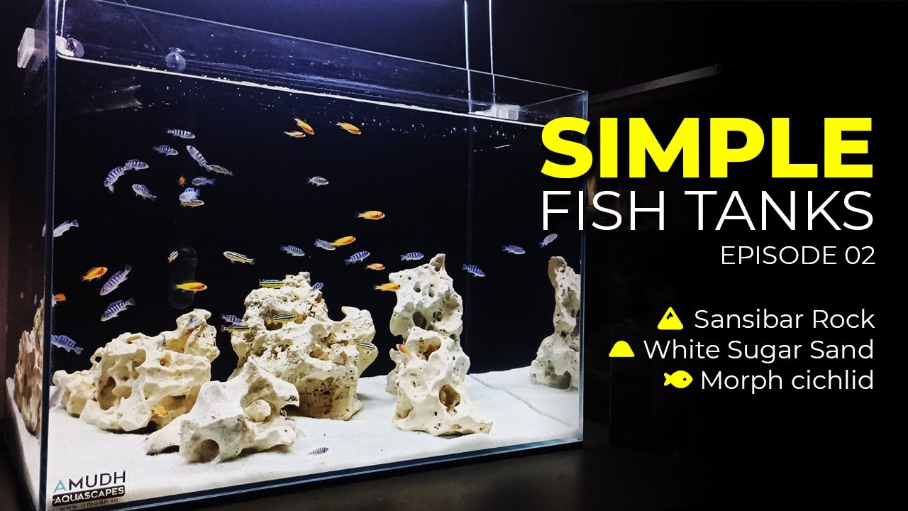 Simple and Beautiful Fish Tank for Morph cichlid - Simple Fish Tanks|EP02 #amudhaquascapes #cichild