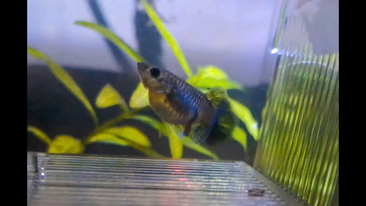 LEPİSTES DOĞUM ANI VE 1.5 AYLIK YAVRU GELİŞİMİ(MOSCOW ELECTRİC BLUE)-GUPPY FRY