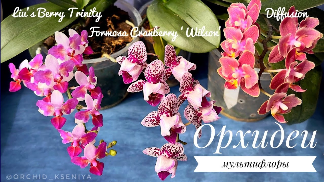 Орхидеи мультифлоры: Liu&rsquo;s Berry Trinity | Formosa Cranberry Wilson | Diffusion Парфюмерная фабрика