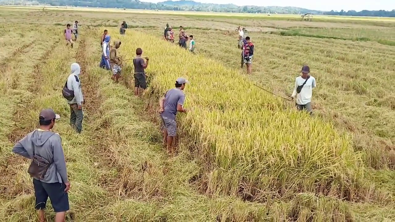 Keseruan menagkap burung sawah /#sintar sawah/#burung mandar/#ruak ruak/#belibis(lampori,cakkure)