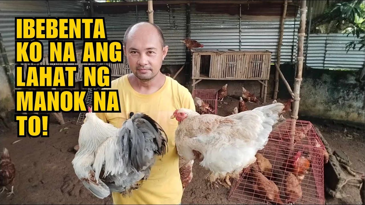 IBEBENTA KO NA LAHAT NG MANOK NA TO!