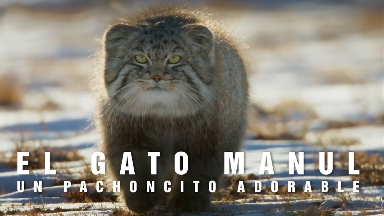 EL MANUL | Un gato pachoncito muy serio | mini documental
