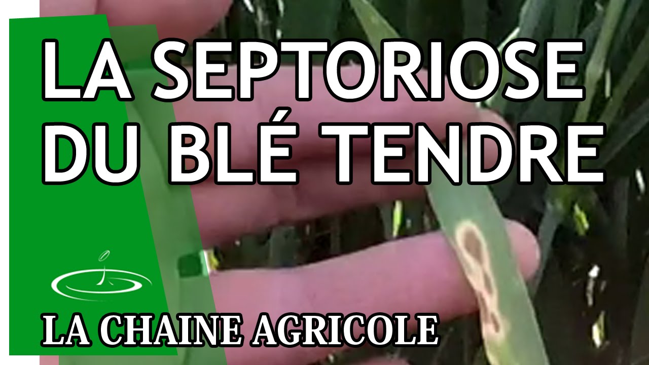 La septoriose, maladie la plus rencontrée sur le blé