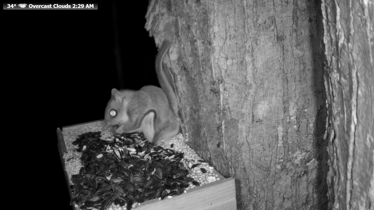 🔴 24/7 Wildlife Feeder Live | Birds, Deer & Flying Squirrels | Nicolet National Forest, Wisconsin