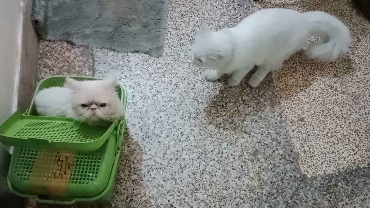 Persian female cat not agree matting |  Why is my cat not mating #persiancatgujranwala