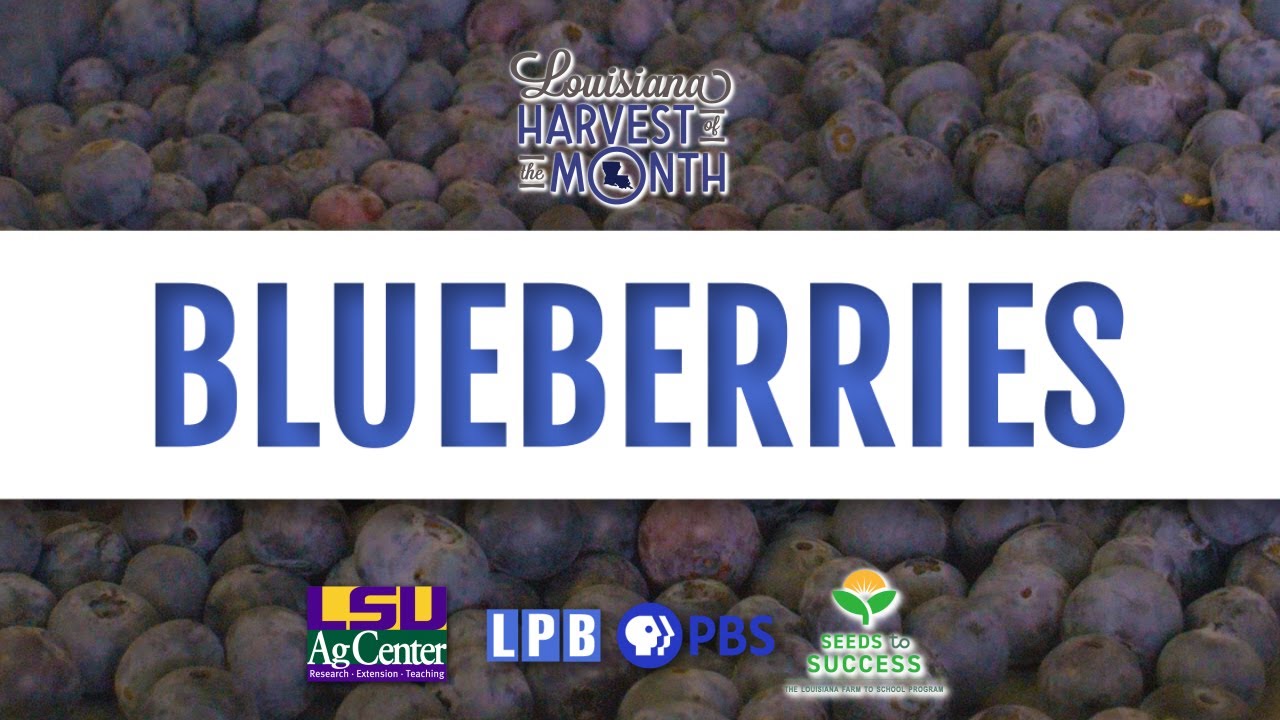 Louisiana Harvest of the Month - Blueberries