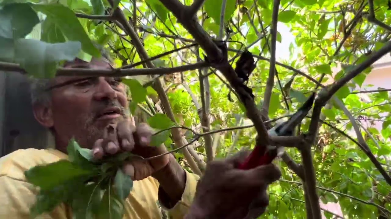 FROM THE INSIDE: MASS Purple Duranta Pruning, BONUS Camellia and Rose Bush 🌹 -VLP #prunewithme