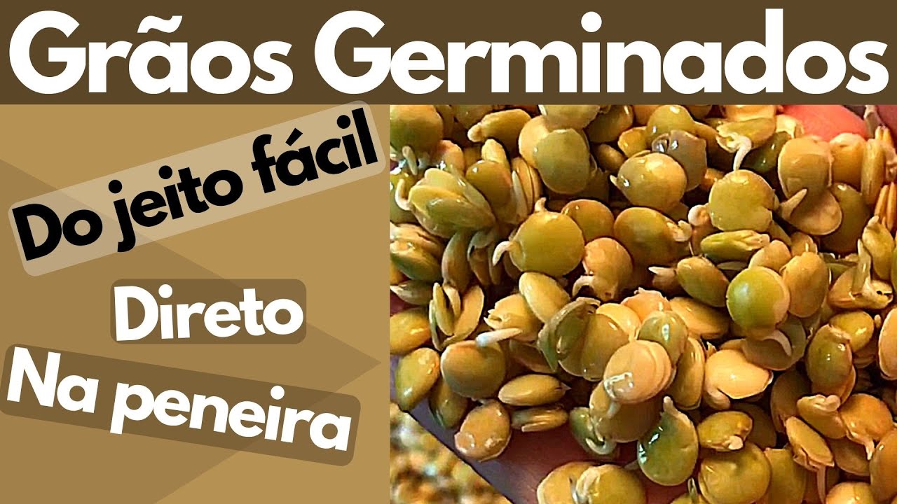 GRÃOS GERMINADOS (BROTOS) DO JEITO FÁCIL