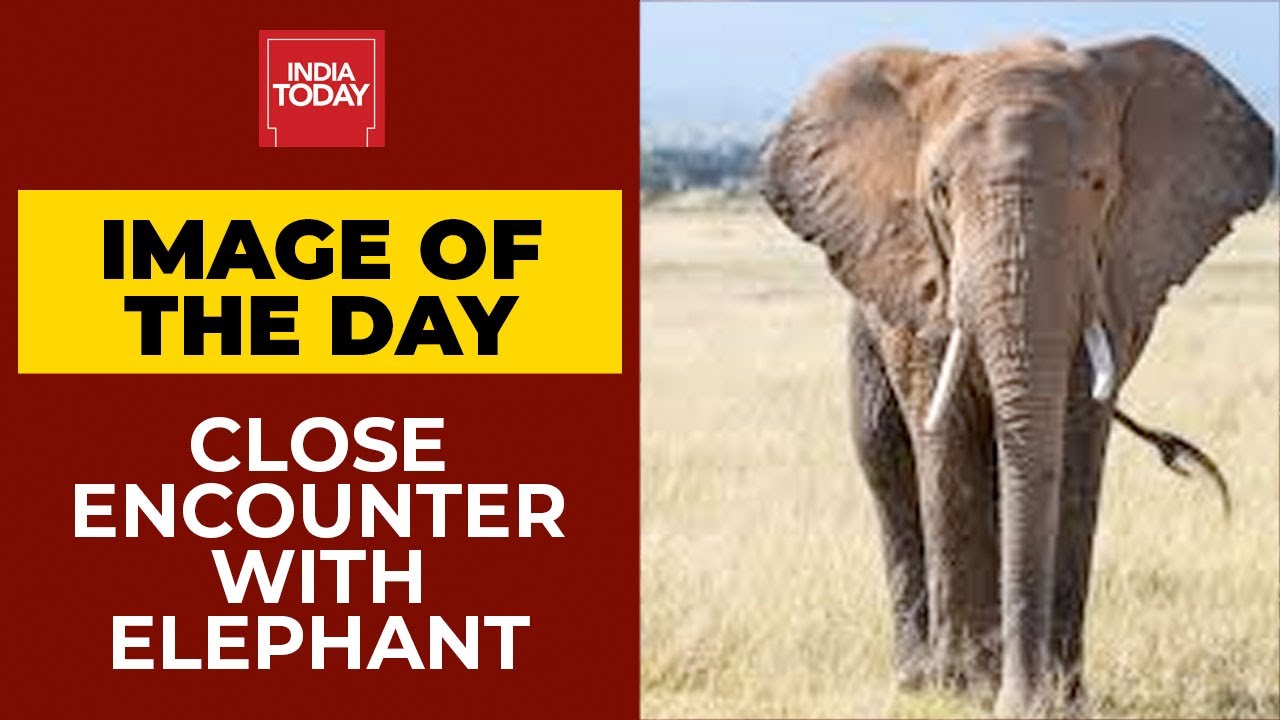 Image Of The Day: Close Encounter With Wild Elephant In Kerala | Watch