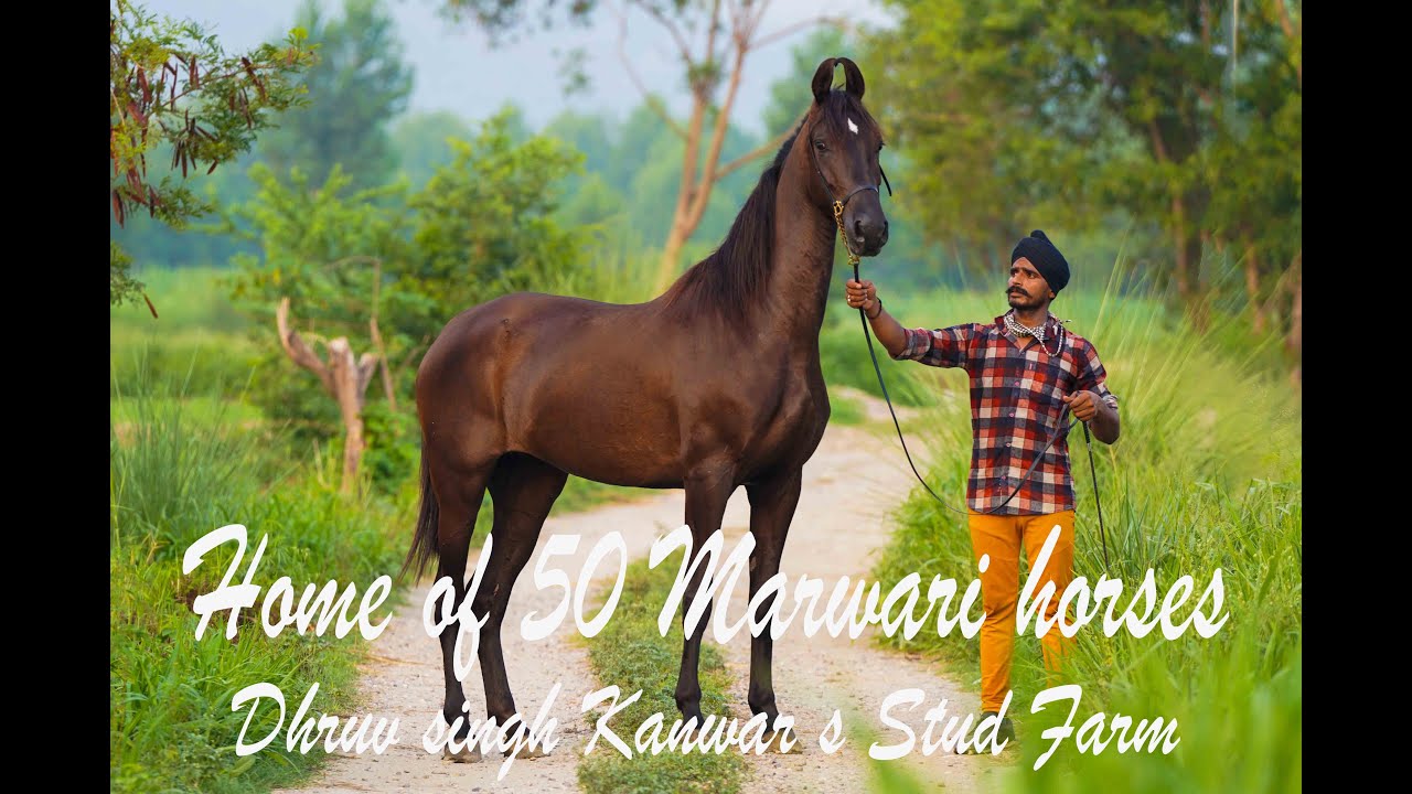 Horse Farm home of 50 beautiful Marwari horses