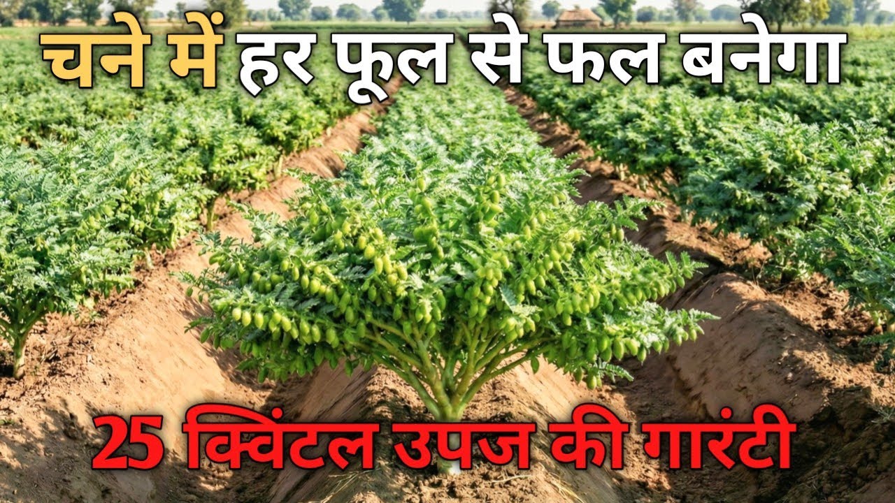 चने की फसल में NPK का तगड़ा स्प्रे | फूल-फल ऐसे भरेंगे कि देखता रह जाएगा। 4 स्प्रे = भारी पैदावार
