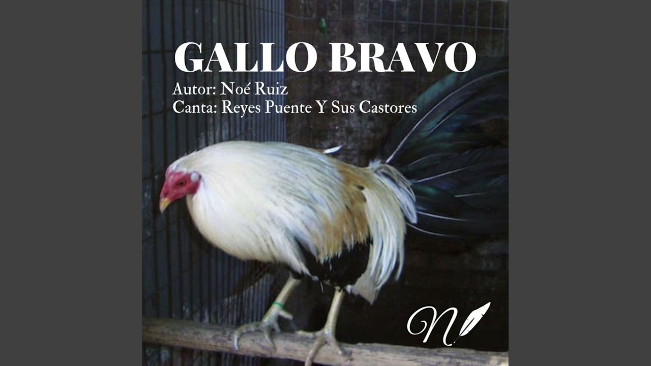 Gallo Bravo