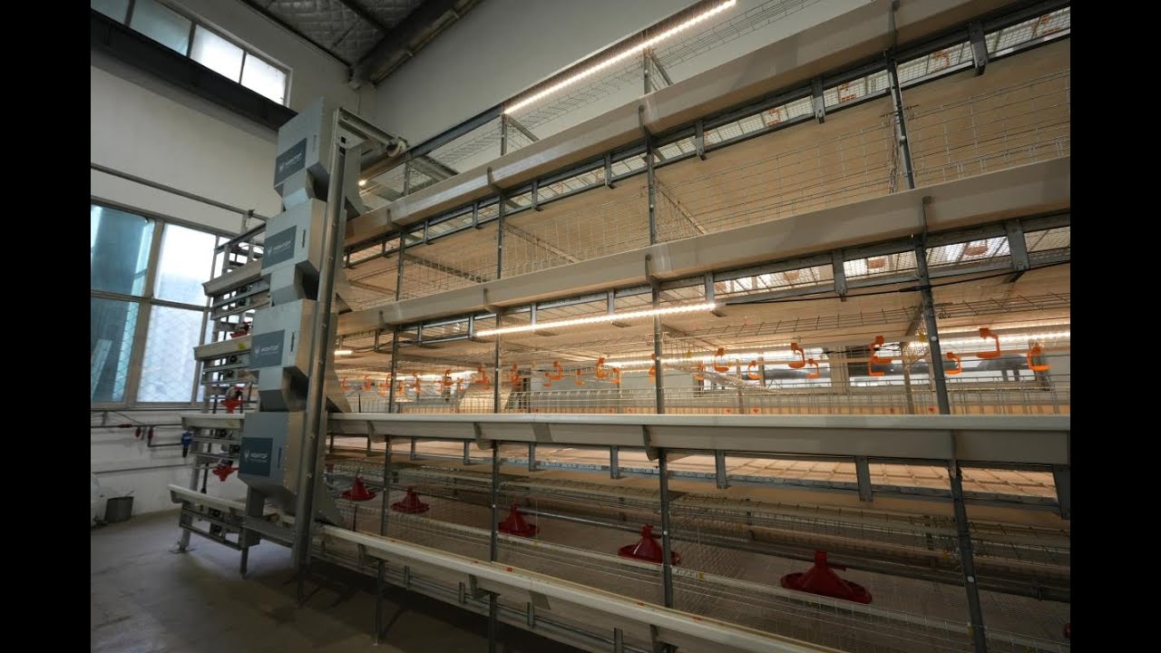 HIGHTOP Chain Type Automatic Harvesting Broiler Cage#broilerequipment