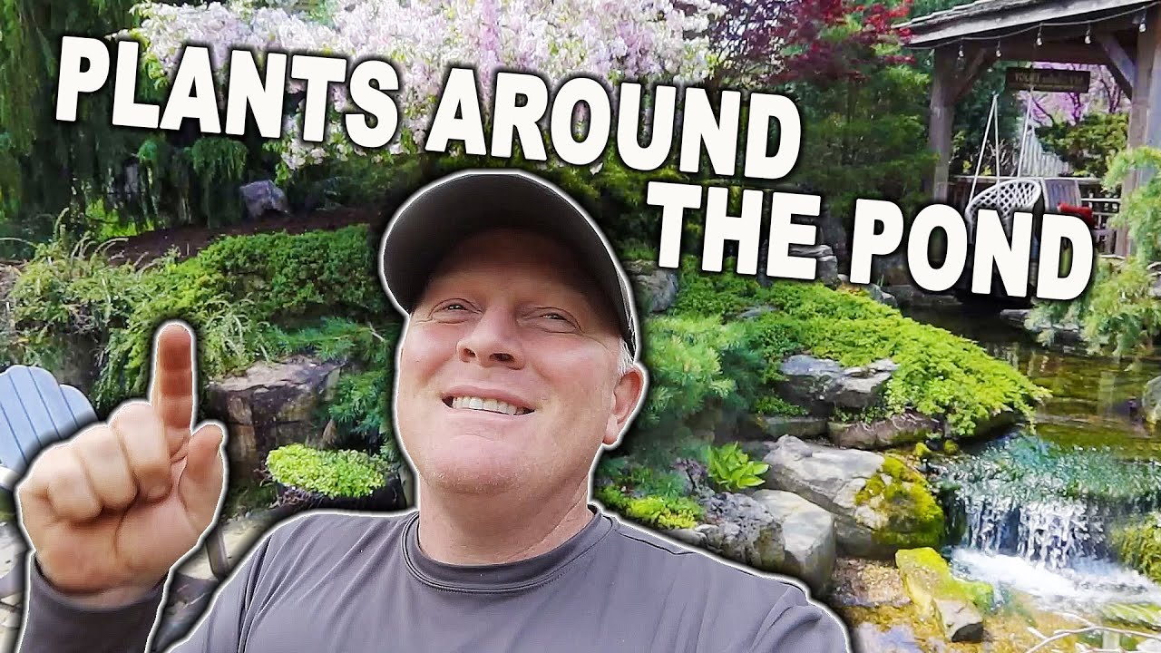 BEST PLANTS for Around the Pond - Part 1