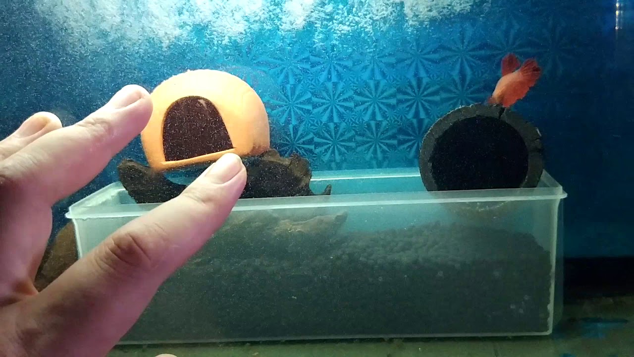 輕鬆養孔雀魚 成長加速方法2(設置酸性水質魚缸)