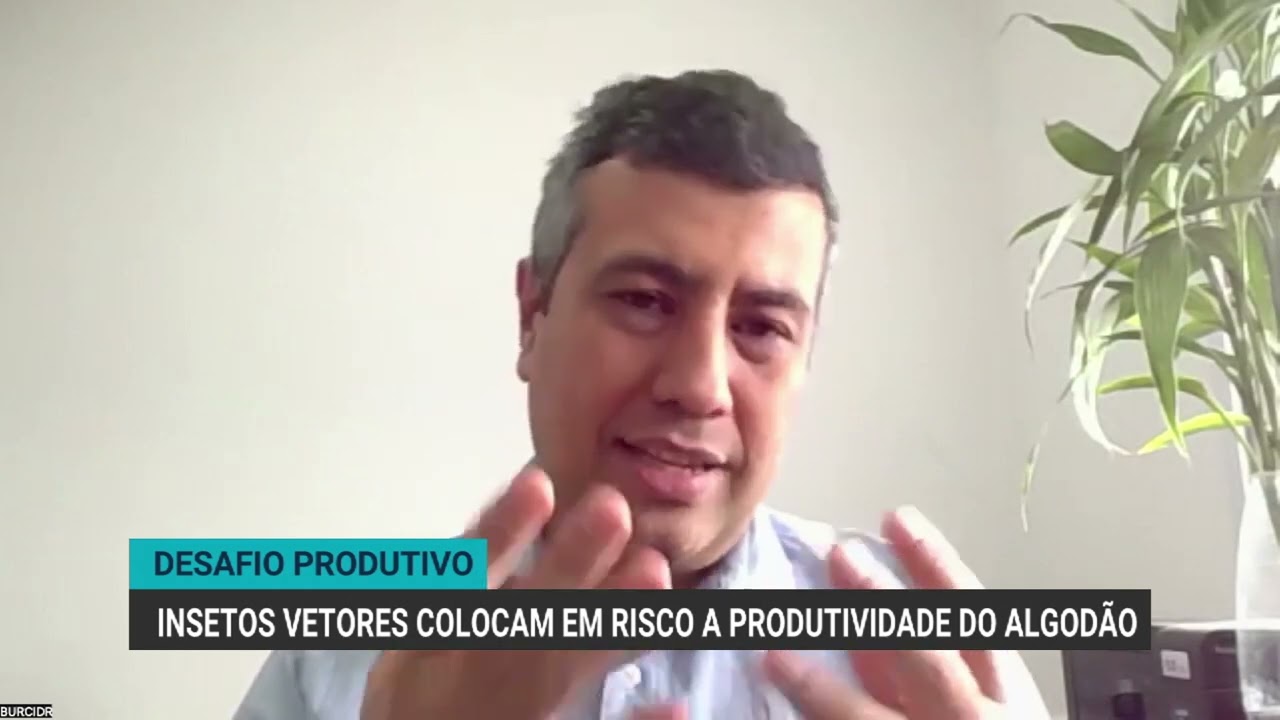 Insetos vetores colocam em risco a produtividade do algod&atilde;o