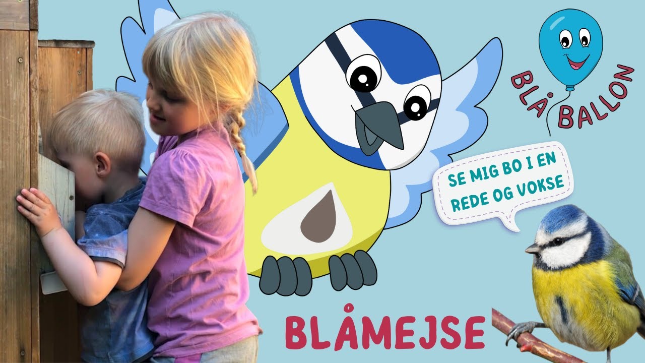 Blåmejse🪺Se en blåmejse ligge på sine æg i reden. Se små blåmejseunger og se dem flyve fra reden.