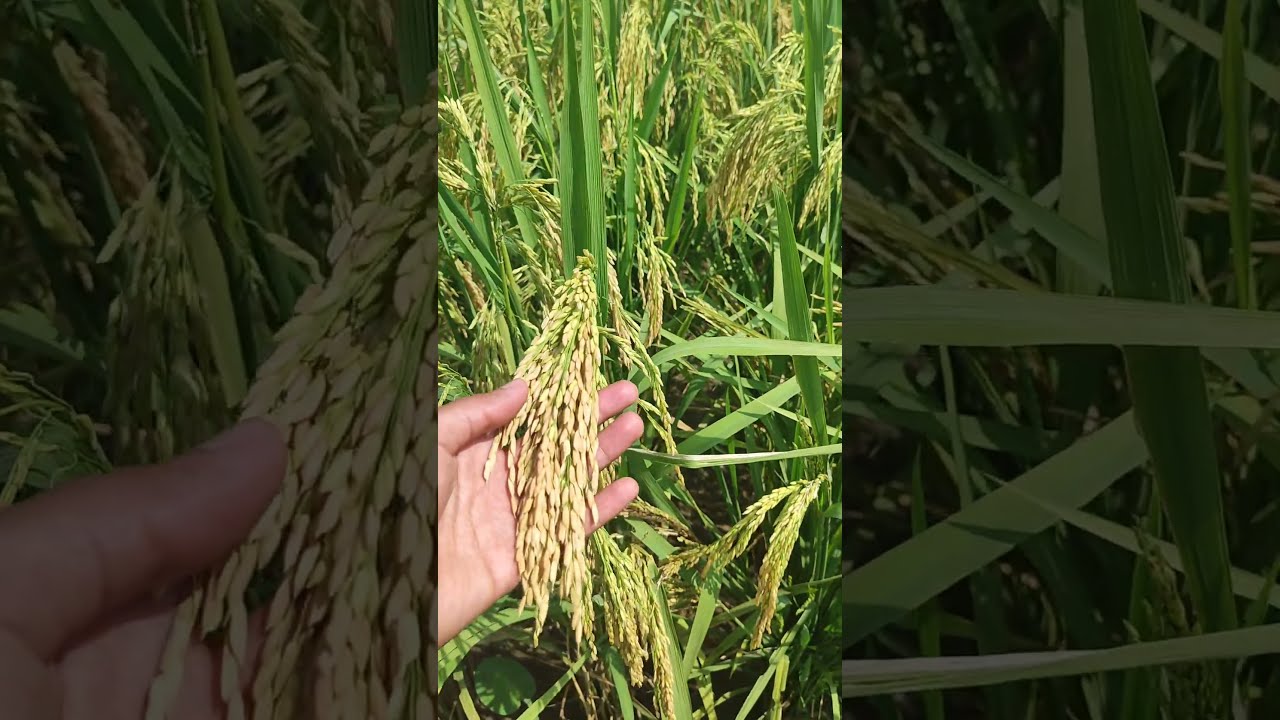 Benih Padi Yang Hasilkan 14 Ton