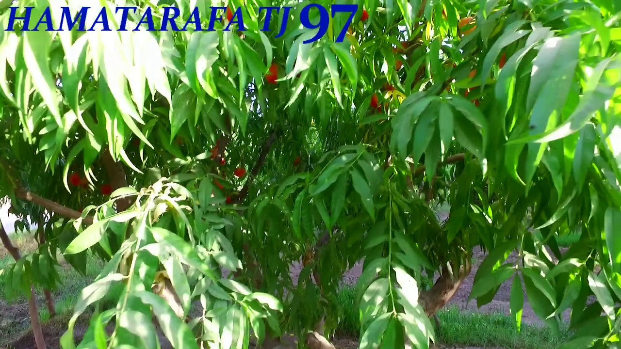 Боғи шафтолу дар деҳаи узун