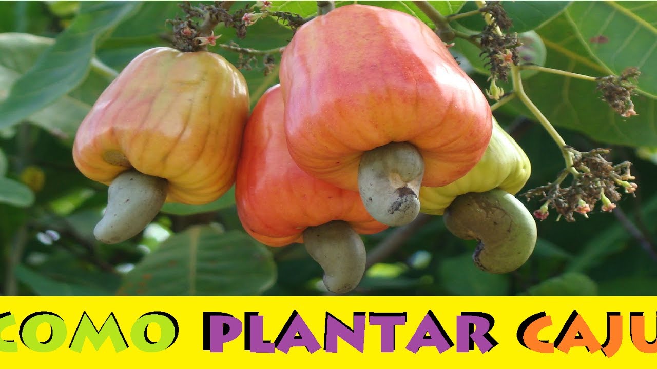 Como Plantar Caju em Vasos pelo método mais fácil