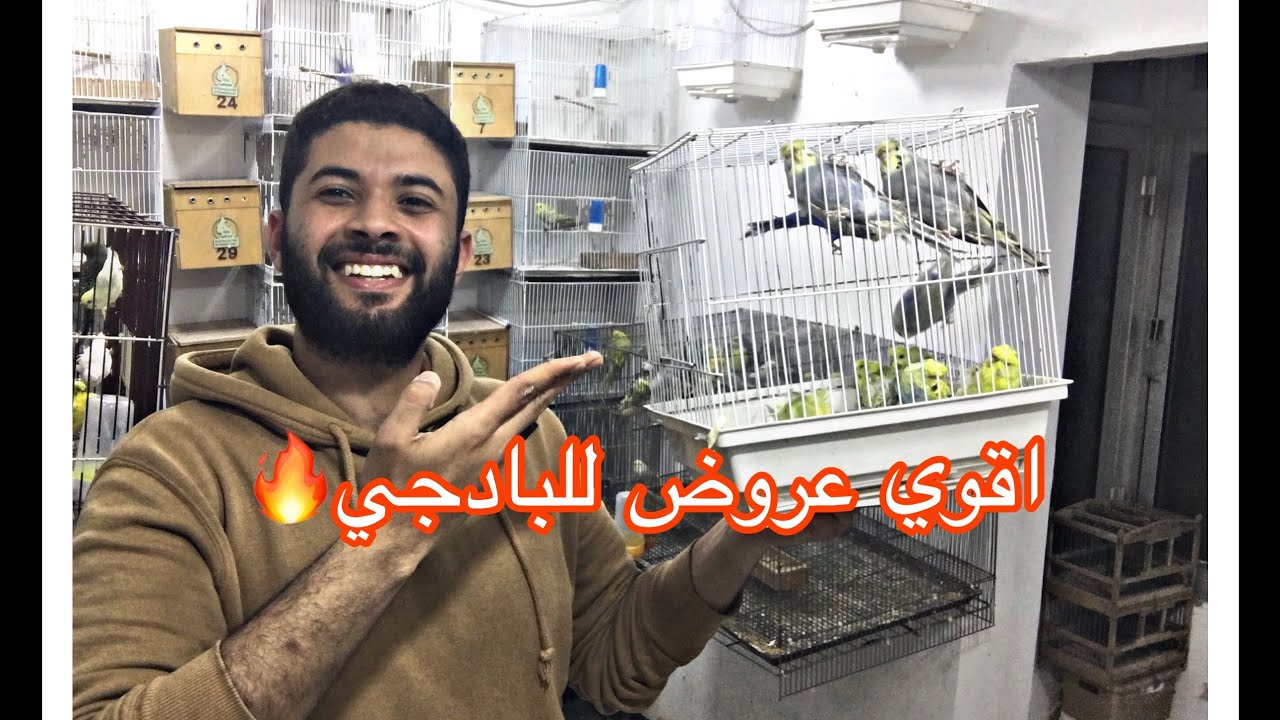 اقوي عروض لطائر البادجي في مصر🔥🔥#طفرات_البادجي #بادجي_هاجرمو