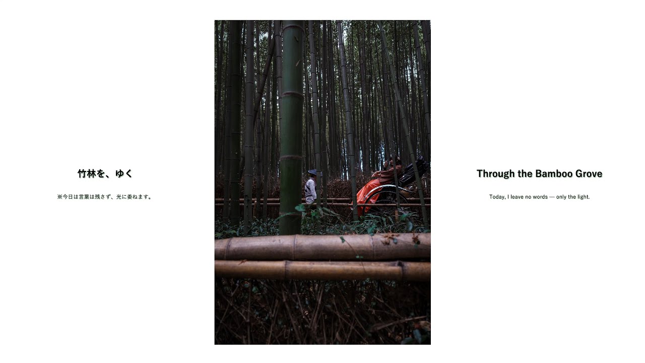 What I saw that day #53 竹林を、ゆく｜Through the Bamboo Grove