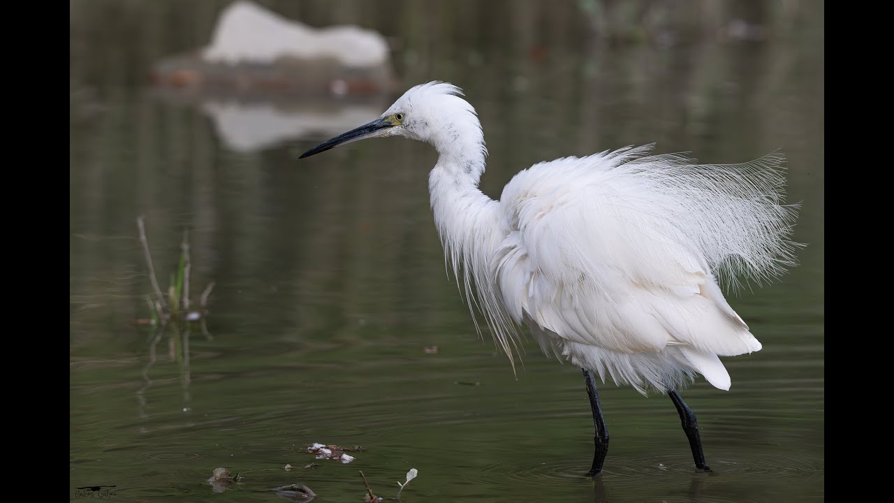 Kis k&oacute;csag vad&aacute;szik... (Little Egret is hunting)