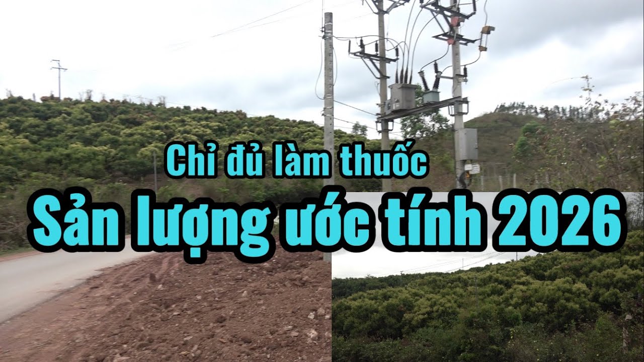 Sản lượng ướt tính hoa vải (Sa Lý-Phong Minh-Phong Vân-Biên Sơn) 2026 .
