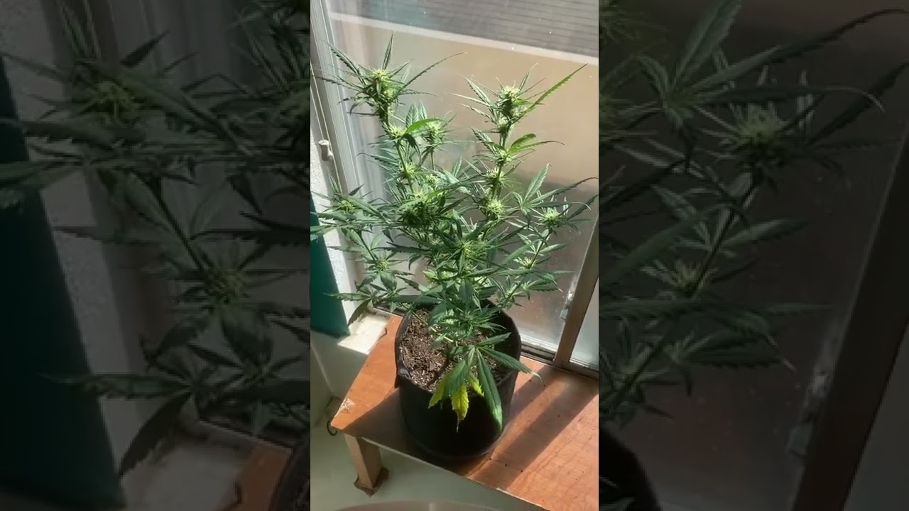 2 Gelato. Auto Flowers