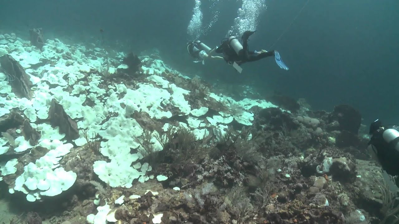 Mass Coral bleaching in Tobago- October 2010