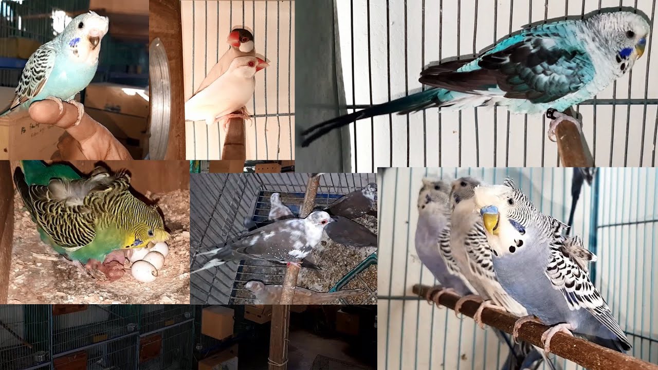 Black Wings Budgies Hagoromo & Exhibition Budgies