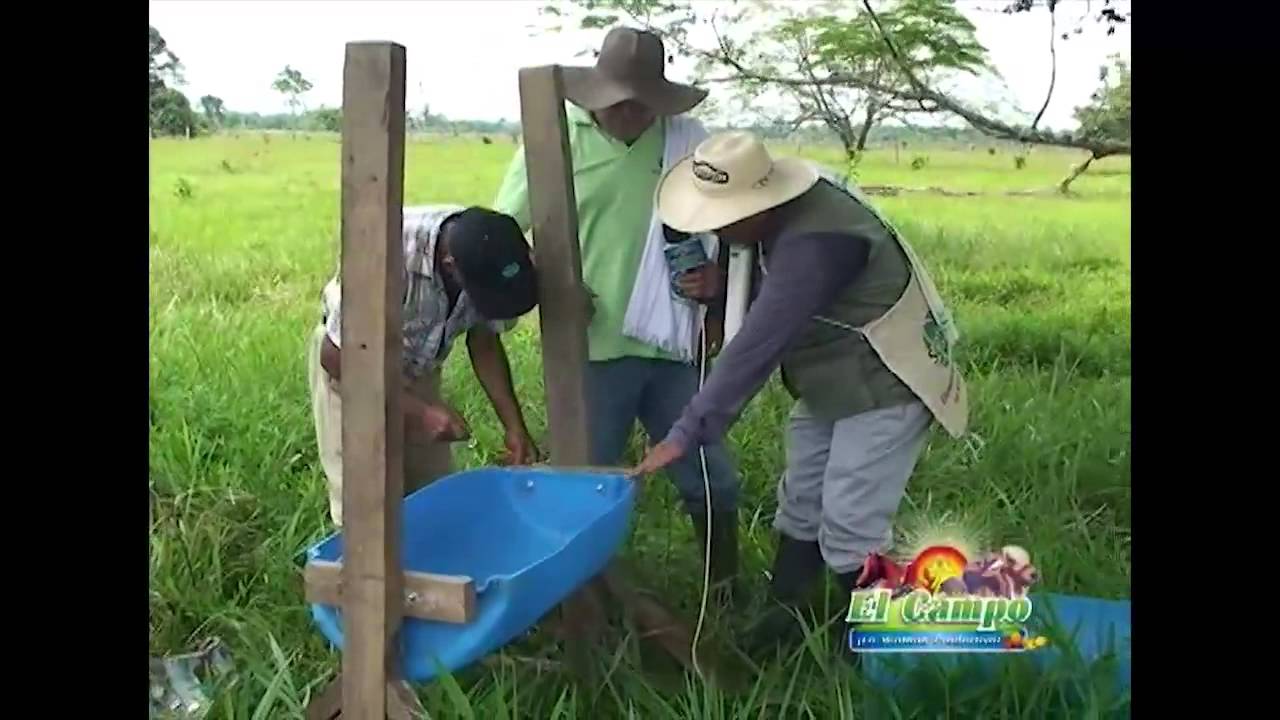 saladero para bovinos