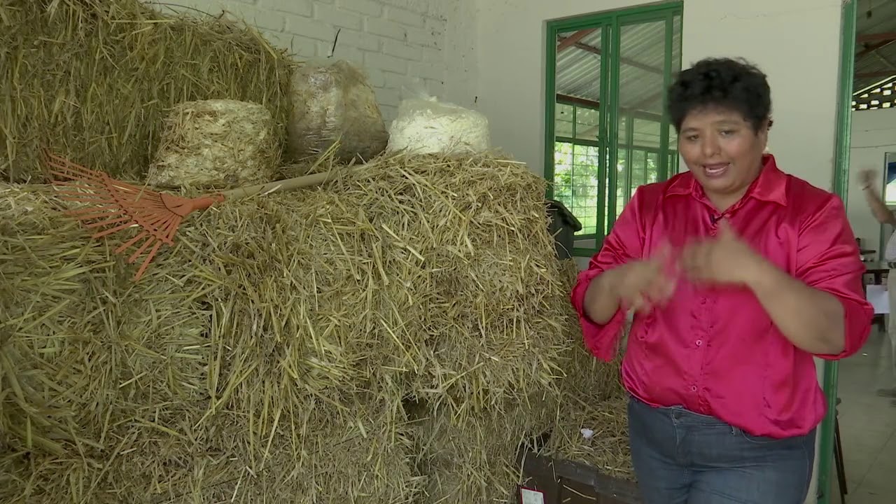 Cultivo de Hongos Comestibles