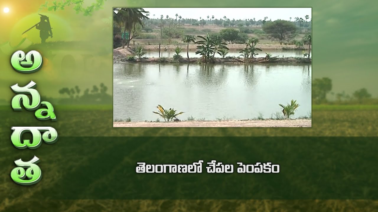 తెలంగాణలో చేపల పెంపకం | Fish farming tips in Telangana | ETV Telugu