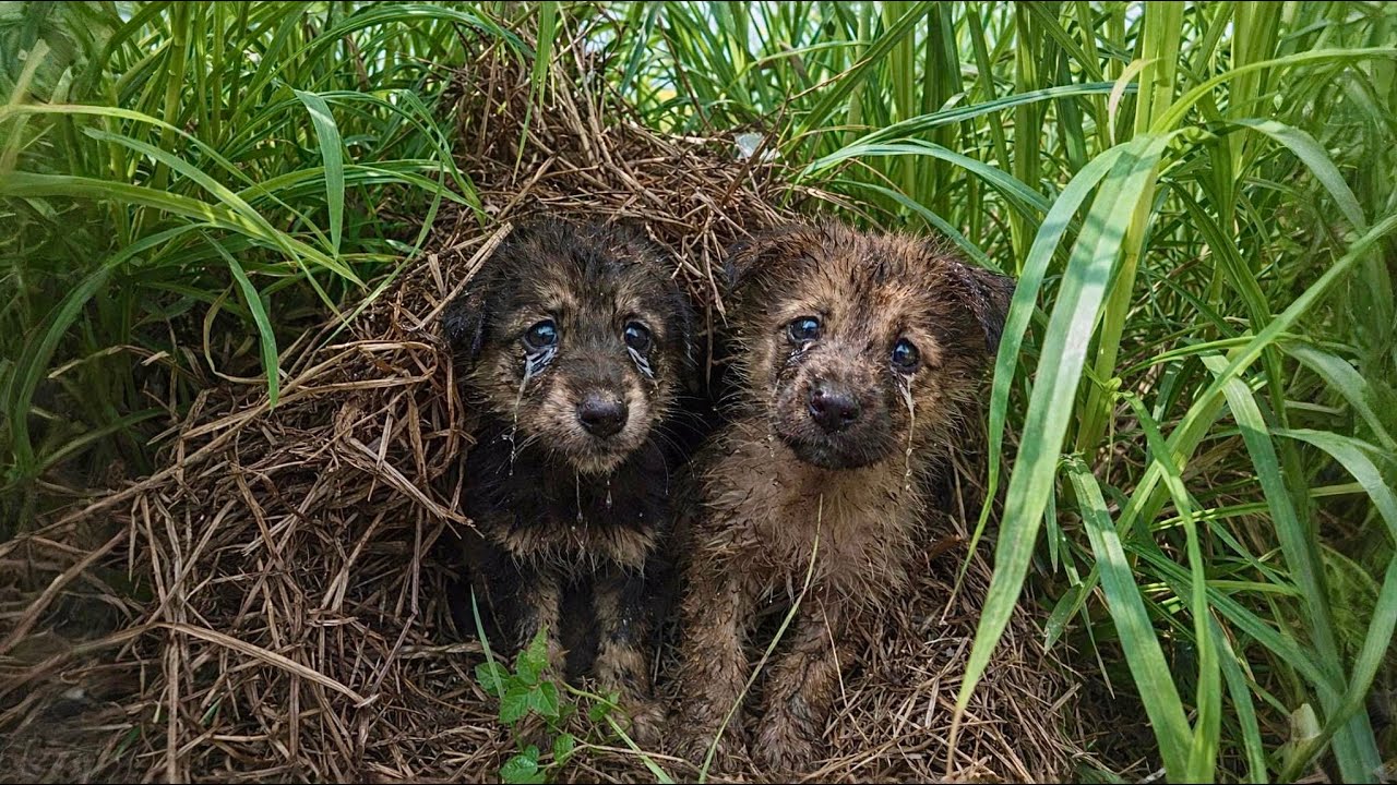 We discovered and rescued two orphaned stray dogs living in terrible conditions.